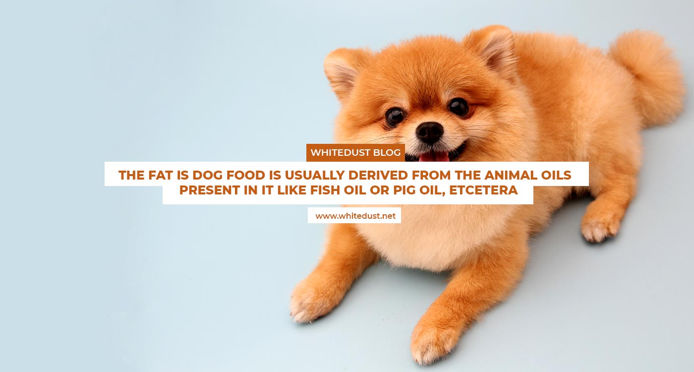 What is the best dog food