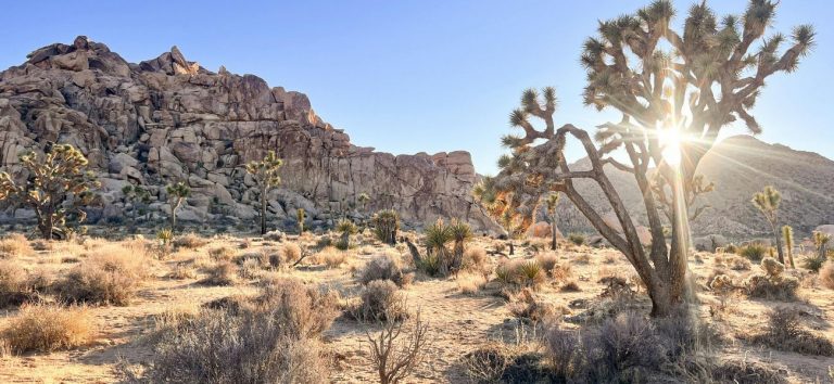 Best things to do in Joshua Tree National Park 